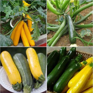 Combo 2 gói bí ngòi ( 1 gói bí ngòi xanh + 1 gói bí ngòi vàng ) tặng 1 gói kích thích