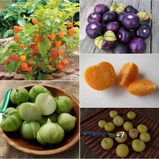 100 Hạt giống quả tầm bóp - quả thù lù