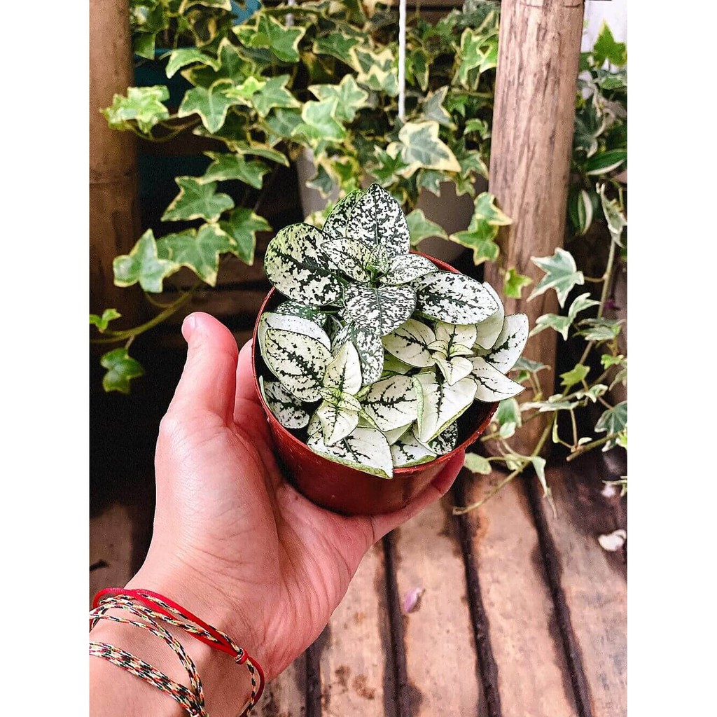 Cây Hypoestes phyllostachya White Splash (Thương Đao Dược Trắng) chậu nhựa