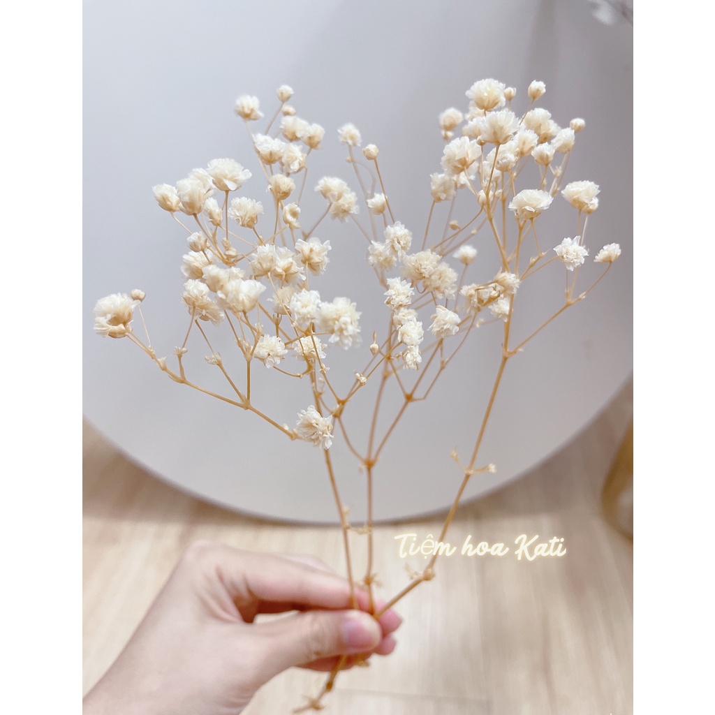 Hoa baby khô Quà tặng hoa khô Hoa Decor trang trí