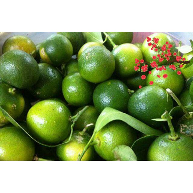 Bánh Tráng Ruốc Cây Trọng Nghĩa