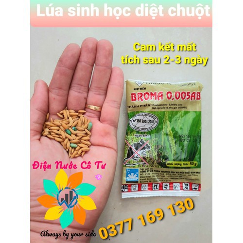 Thuốc diệt chuột Lúa diệt chuột Broma cam kết chuột mất tích sau 2 3 ngày