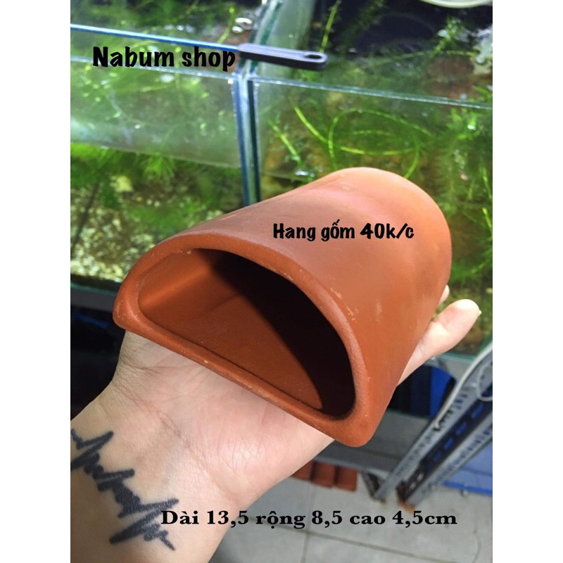 Hang gốm pleco
