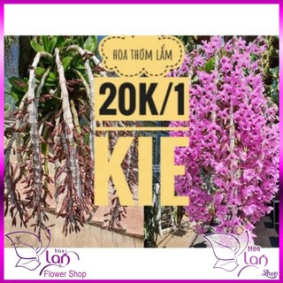 Phong lan trầm rừng tím siêu rẻ