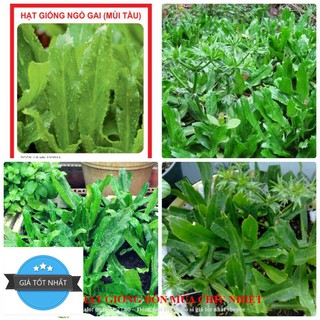 GÓI 50 HẠT GIỐNG RAU MÙI TÀU(NGÒ GAI) TÁCH GÓI TRỒNG THÙNG XỐP