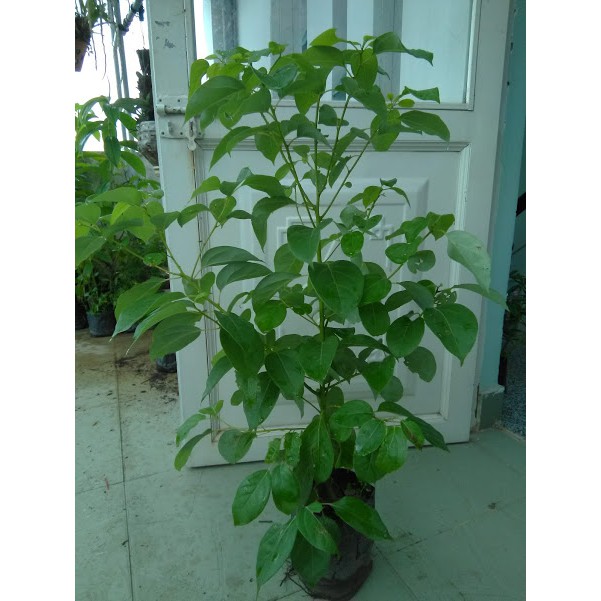 Cây xá xị - chiều cao khoảng 80cm