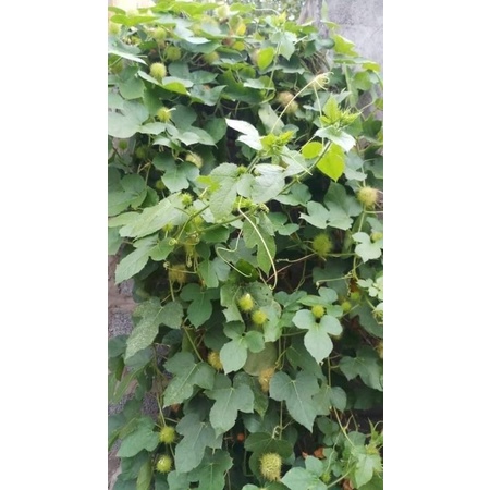 1kg Cây lạc tiên khô ngủ ngon sâu giấc thơm mới