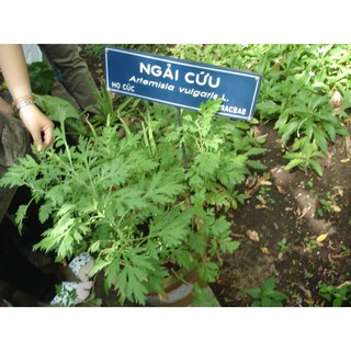 05 Cây Ngải Cứu ( Bầu ổn định)