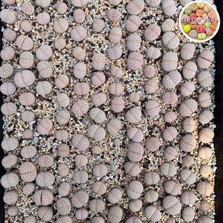 Sen mông,lithops,thạch lan Trắng 2-3cm