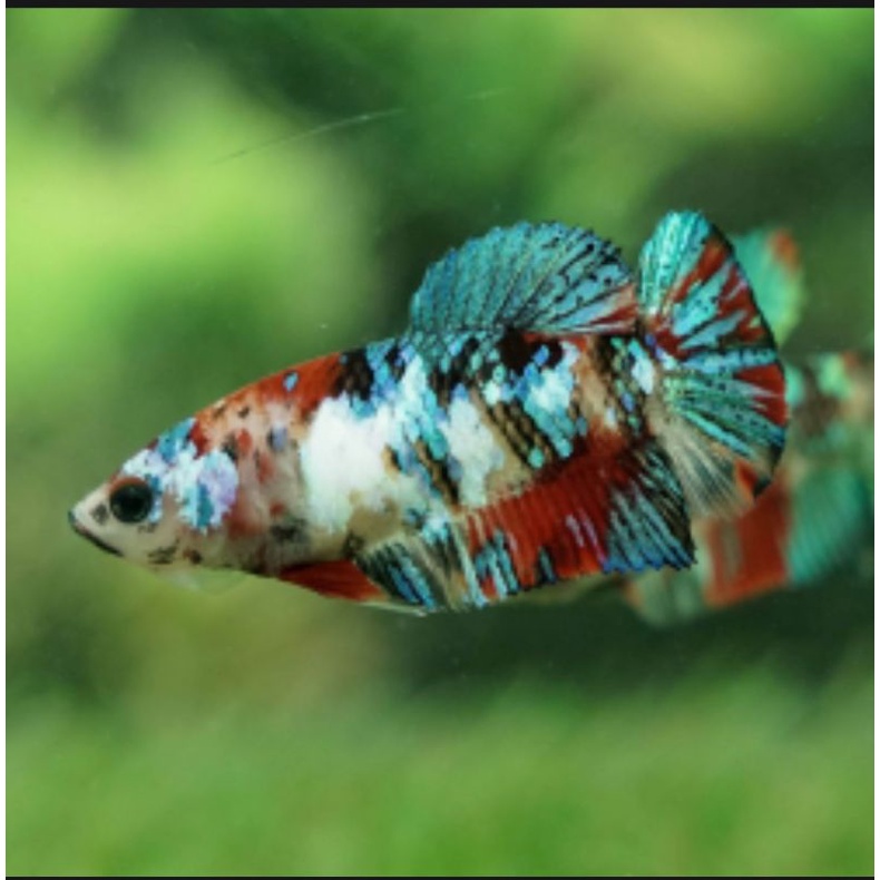 Cá betta KOI GLX Siêu Đẹp size vừa-1Con trống tặng thức ăn