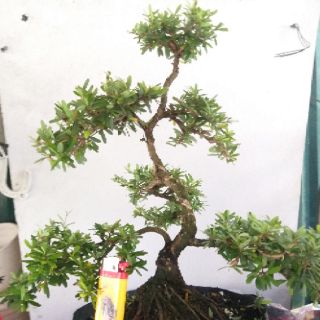 Linh sam bonsai thành phẩm