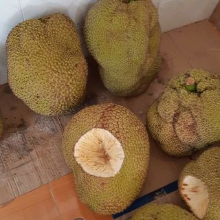 10 câ.y giống Mít không hạt