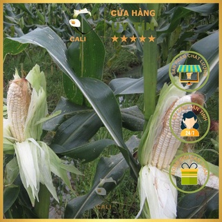 Hạt giống Bắp Nếp Dẻo Rado 936 (10gr)