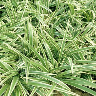 Lan chi trắng - cỏ lan chi cây cảnh trang trí