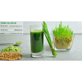 250gr BỘT SẤY LẠNH CỎ LÚA MÌ HỮU CƠ KHẢI MINH (tiện dụng cho người không có điều kiện trồng hạt giống cỏ lúa mì hữu cơ)