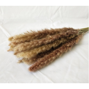 Cây lau khô decor, trang trí Vintage, hoa khô trang trí