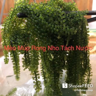 Rong nho tách nước