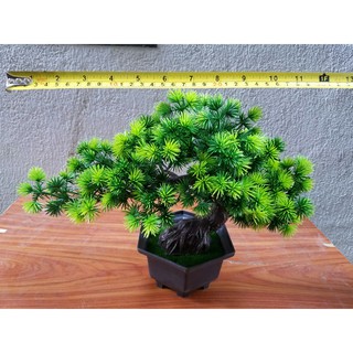 Chậu cây bonsai trang trí tết