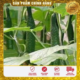 Hạt Giống Dưa Chuột Nhật SAKURA F1 (10 hạt)