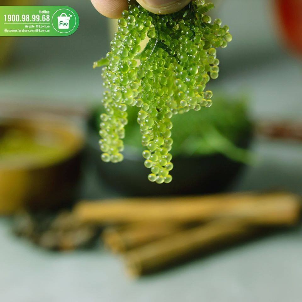 RONG NHO TÁCH NƯỚC CHÍNH HÃNG