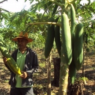 Nguyên gói 30 Hạt giống đu đủ Siêu dài_Trái dài, ruột cam đỏ, nảy 95%