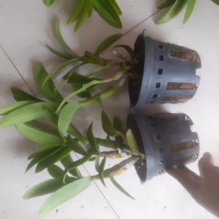 Hoa lan denro nắng Pen cam - mới