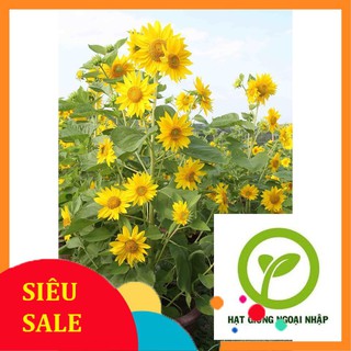 Gói 200 hạt giống hoa hướng dương siêu bông HAT F1
