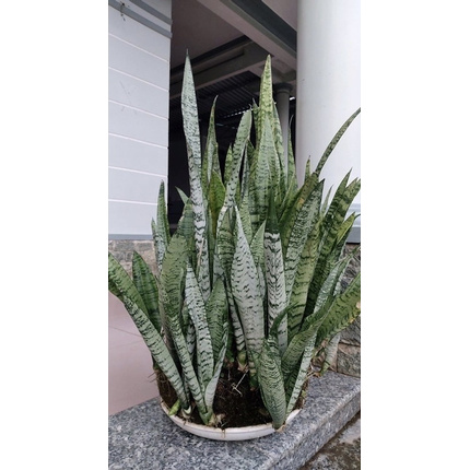 1 cây Lưỡi hổ xanh ( chuyên lọc không khí )