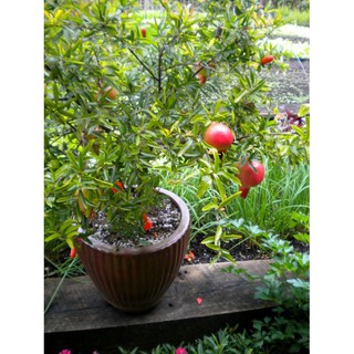 Hạt giống lựu lùn bonsai 10 hạt (TẶNG gói kích thích hỗ trợ hạt nảy mầm)