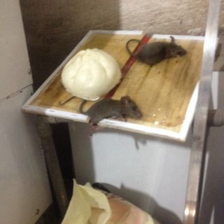 Bẫy keo dính chuột Quang Thiều