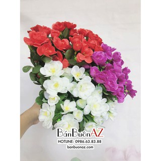 Cụm hoa đỗ quyên đa dạng màu sắc