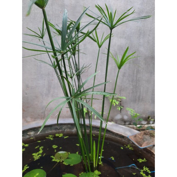 Thủy trúc việt 70 cây 50 k