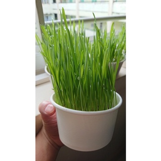 Hạt giống cỏ mèo/hạt giống lúa mạch (Wheat grass)