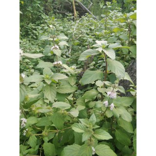 Cây bạc hà Âu giống