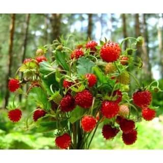20h hạt giống dâu tây rừng wild mini