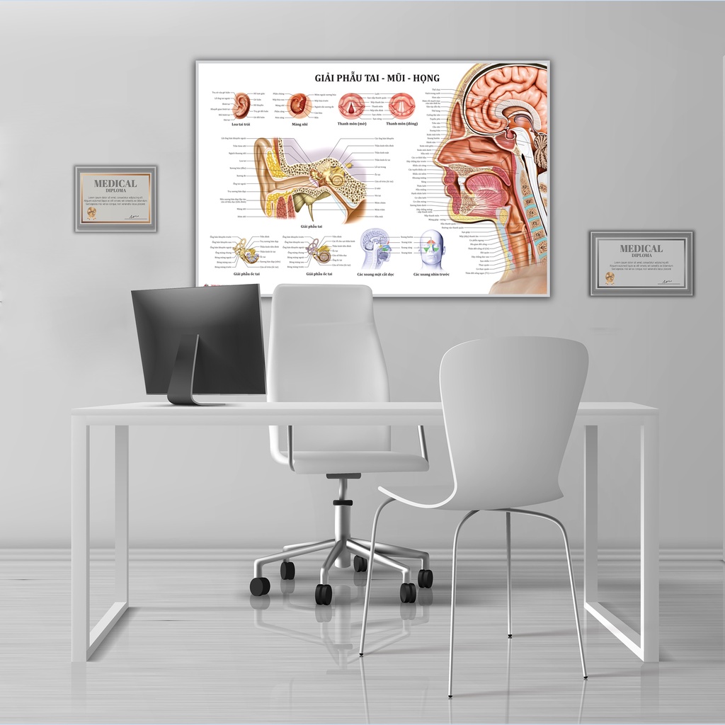 Tranh giải phẫu Tai Mũi Họng - 50x75cm - Decal dán
