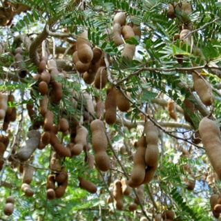 Cây giống Me Thái ngọt siêu trái