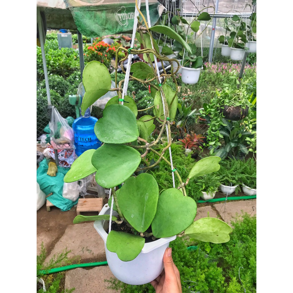 Cây cẩm cù lá tim  cao 40-45cm ổn định ,thích hợp treo ban công, trang trí hàng quán sân vườn