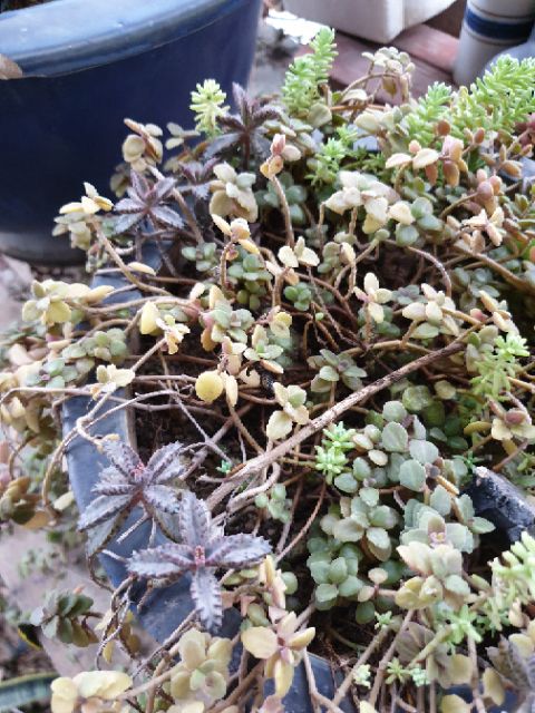 Cây thằn lằn/xương cá- Kalanchoe delagoensis/kalanchoe houghtonii