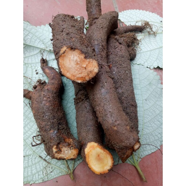 Củ gai tươi an thai 1kg sạch HN