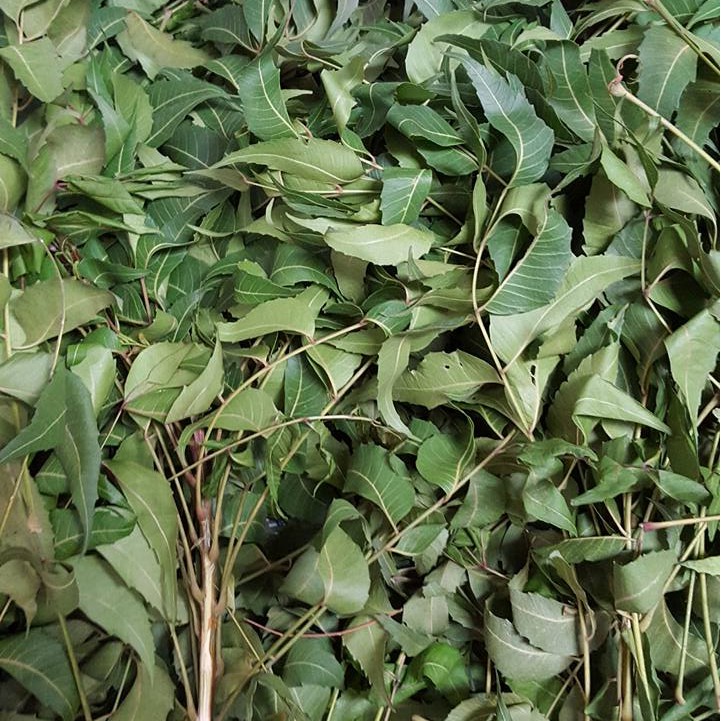 Lá neem khô hút chân không 1kg Tuyền BMT