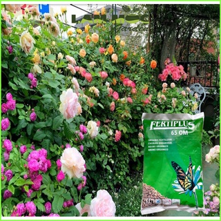 1 Ký - Phân Hữu Cơ Hà Lan Fertiplus