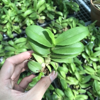Lan Phi Điệp Trầm đột biến 5 cánh trắng thái lan