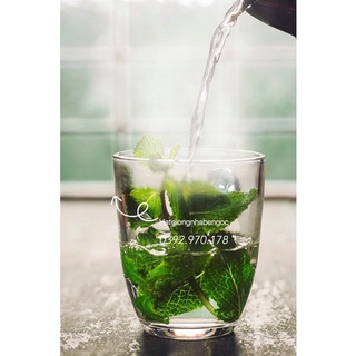 Hạt Giống Húng Lũi Bạc Hà Âu Choco Mint
