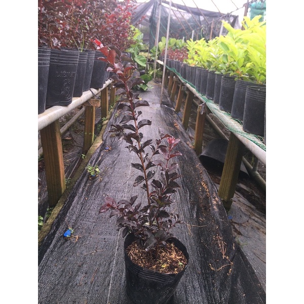 Combo 2 Cây tường vi huyết long