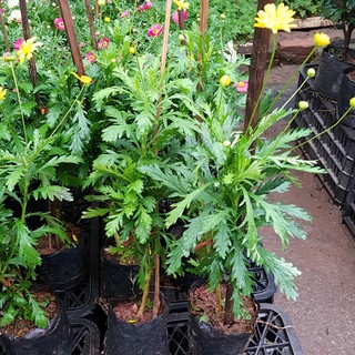 Cúc thân gỗ thêm nhiều sự lựa chọn