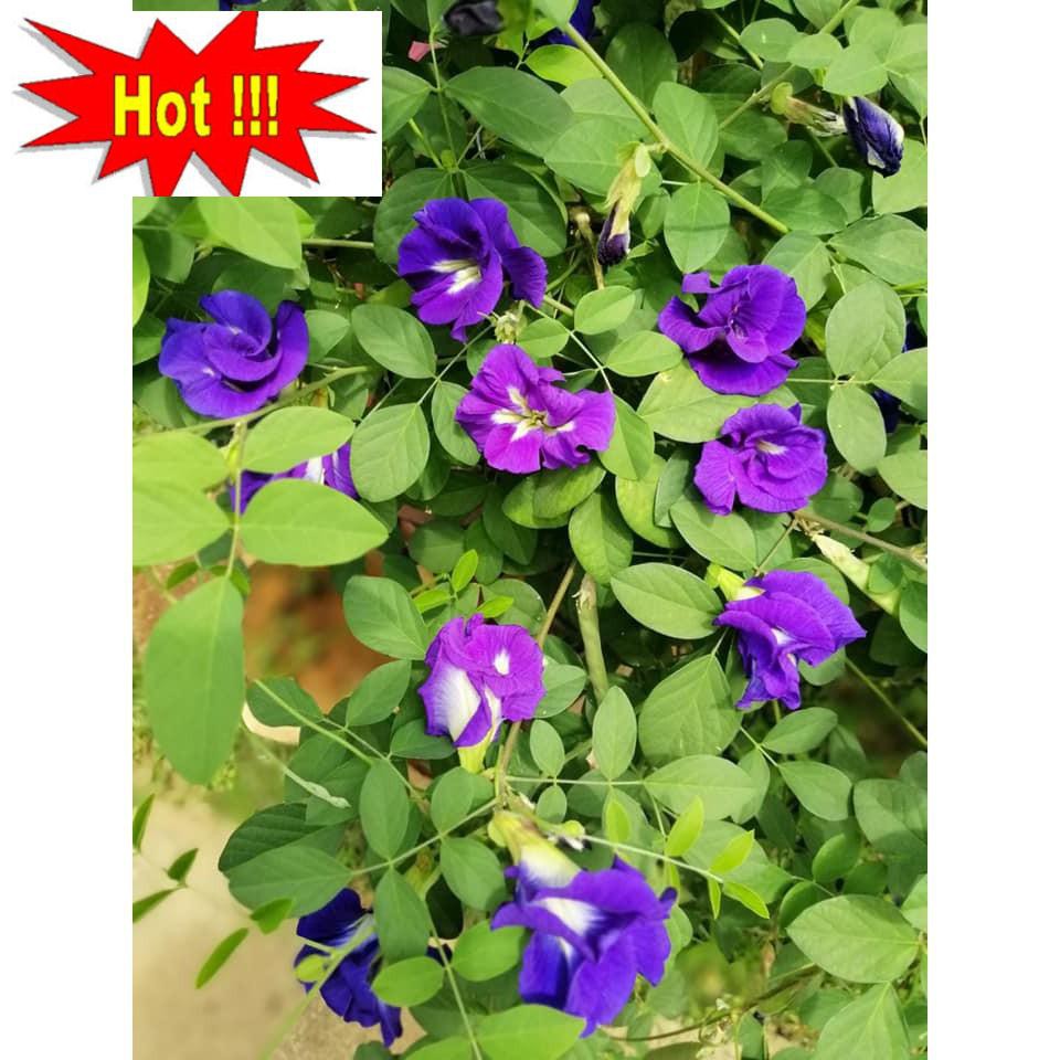 20 Hạt giống Hoa Đậu Biếc (Dễ trồng)