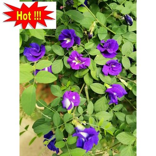 20 hạt giống hoa đậu biếc