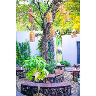 10 Đèn Tre Treo Cây Siêu Đẹp