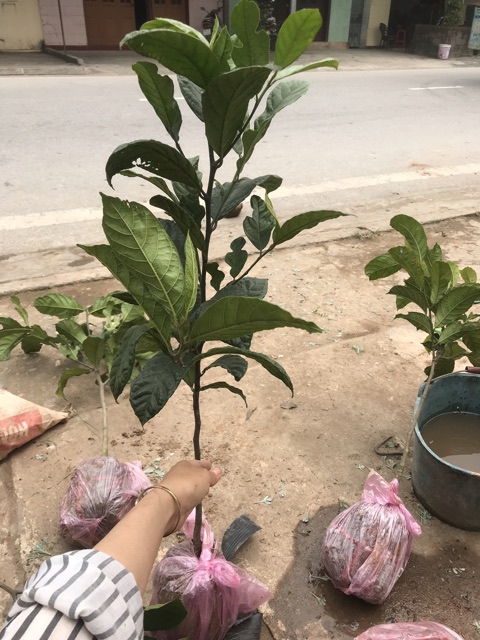 Cây Chay giống